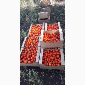 Продам помидоры