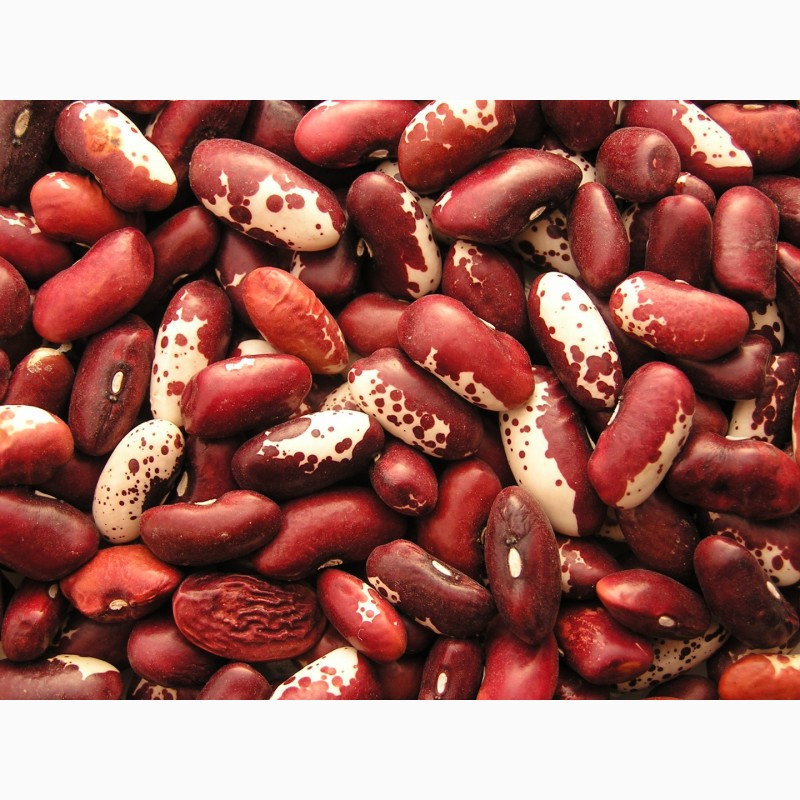 Фото 4. Экспорт (затаможка) грецкого ореха, семечка тыквы, яблоки, фасоль, лук