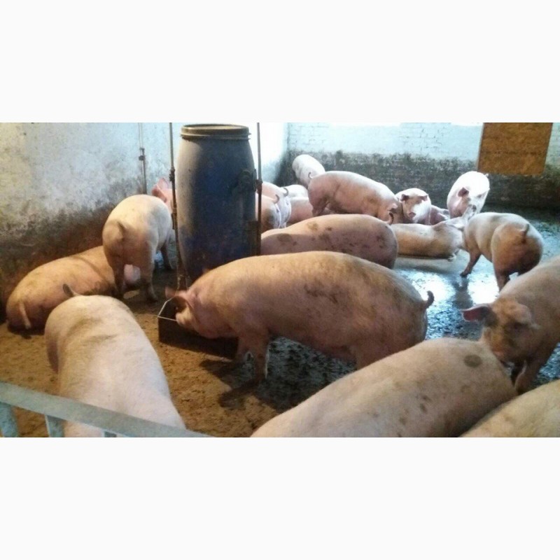 Фото 2. Куплю свиней живым весом по хорошим ценам львоская обл, Львовская обл