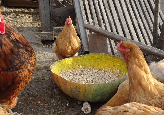 Фото 3. Домашние инкубационные яйца курей Редбро, Фоксичик, Испанка