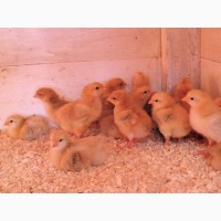 Домашние инкубационные яйца курей Редбро, Фоксичик, Испанка