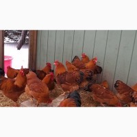 Домашние инкубационные яйца курей Редбро, Фоксичик, Испанка