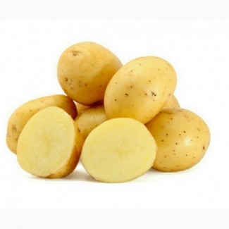 Продажа картофель посадочный продажа посадочного картофеля