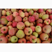 Продаем яблоки из Беларуси