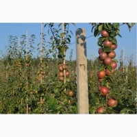 Продаем яблоки из Беларуси