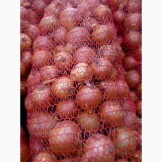 Продаём лук оптом сорта Медуза, Имага, Тамара от производителя