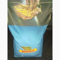 Продам дешево насіння кукурудзи Монсанто