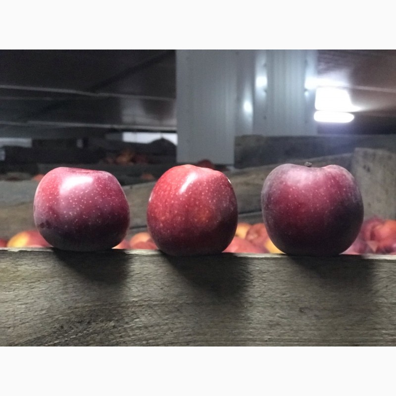 Фото 3. Газованые яблоки с холодильника