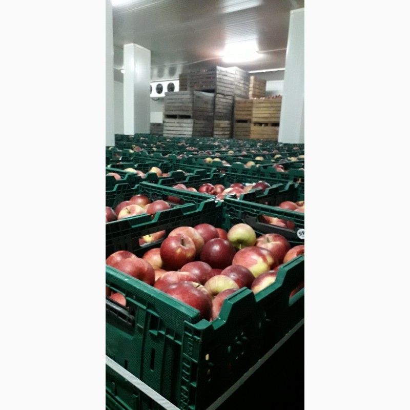 Фото 5. Газованые яблоки с холодильника