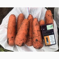 Продам морковь сорта Абако, отменное качество, большие объемы