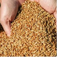 Пшениця 3 клас Продам 180 тонн