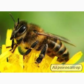 Продаються бджоли, рамка дадан і українка