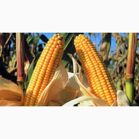 Насіння кукурудзи Дункан 233 СВ, ФАО 270