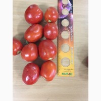 Производитель продает помидорчик грунтовой