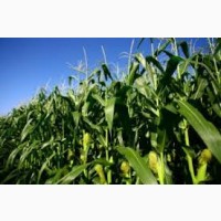 РАМ 3153 ФАО 250 семена кукурузы