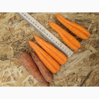Морковь 2 и 3 сорт от производителя, купить оптом