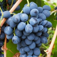 Продам виноград сорта Молдова