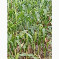 Продам кукурузу зерно +-100 тон само вывоз с поля влага +-20