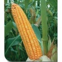 Насіння кукурудзи Марсель ФАО 280 (стандарт)