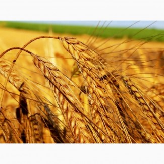 Закупаем ячмень, кукурузу, пшеницу, подсолнечник по Луг. и Донецкой области