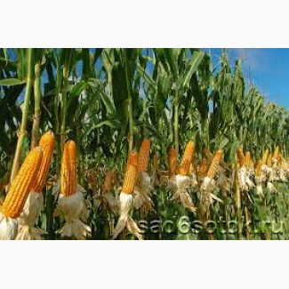 Купим кукурузу, пшеницу, ячмень, овес, просо, горох по Луганской и Донецкой обл