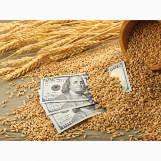 Закуповуємо пшеницю 2, 3, 4 клас в Рені (Одеська обл)