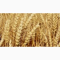 Продаємо пшеницю класову на експорт