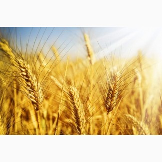 Продам пшеницю 3 клас, 100 тонн, Полтаська область
