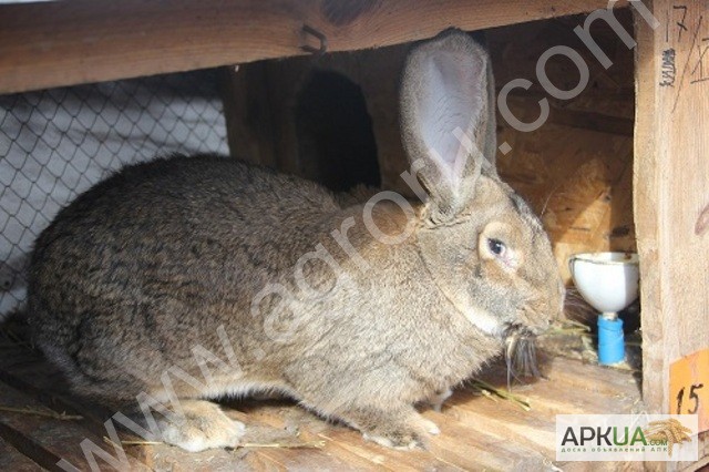 Фото 2. Продам кроликов породы Немецкий Ризен (Великан)