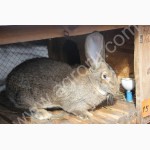 Продам кроликов породы Немецкий Ризен (Великан)