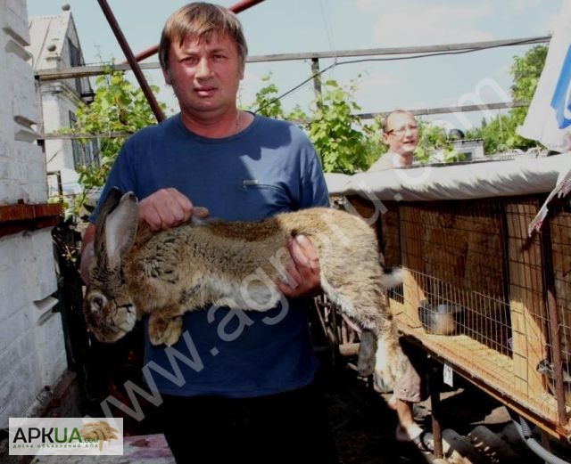 Фото 3. Продам кроликов породы Немецкий Ризен (Великан)