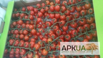 Фото 14. Продаем томаты из Испании