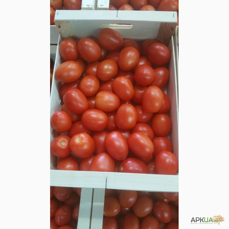 Фото 15. Продаем томаты из Испании