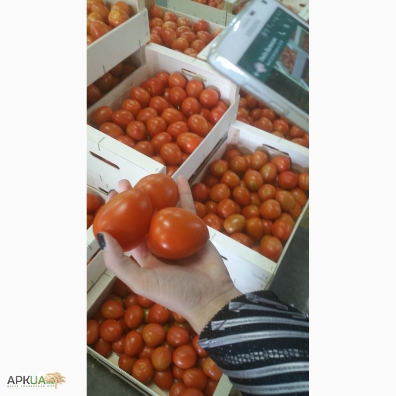 Фото 17. Продаем томаты из Испании