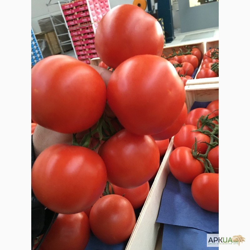 Фото 20. Продаем томаты из Испании