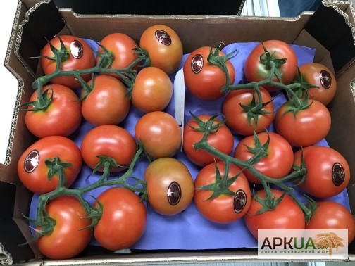 Фото 8. Продаем томаты из Испании