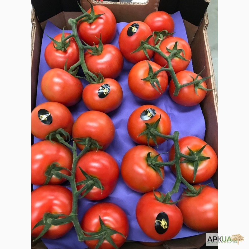 Фото 9. Продаем томаты из Испании