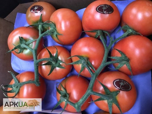 Фото 10. Продаем томаты из Испании