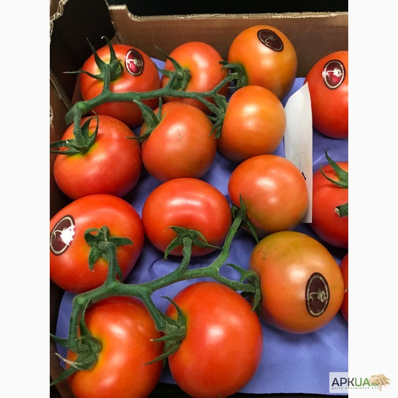Фото 11. Продаем томаты из Испании