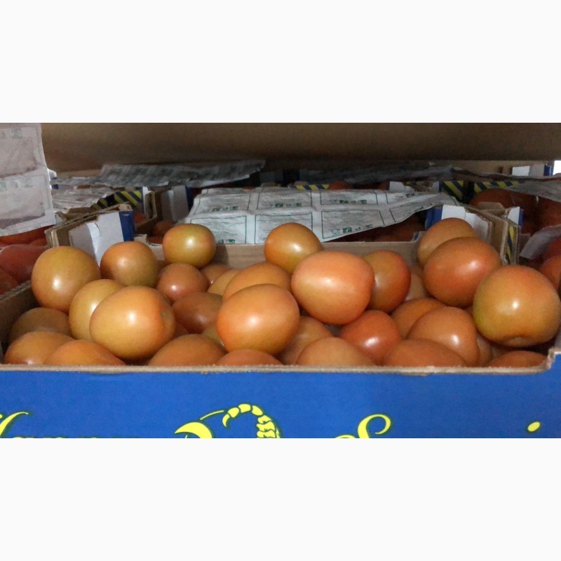 Фото 3. Продаем томаты из Испании