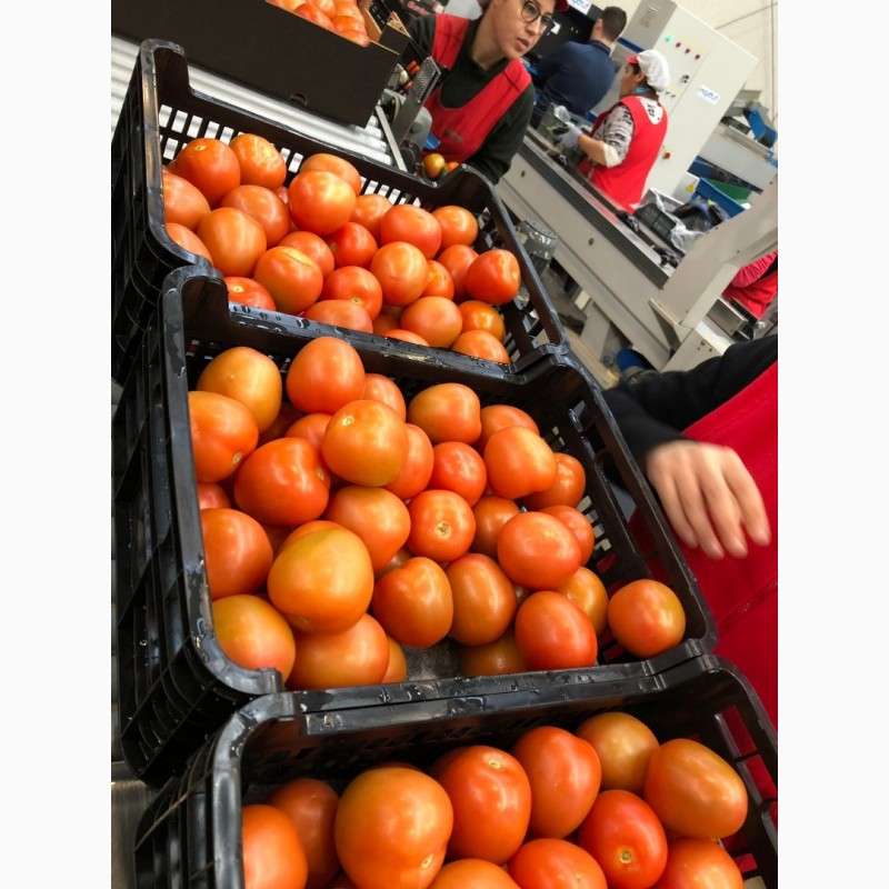 Фото 6. Продаем томаты из Испании