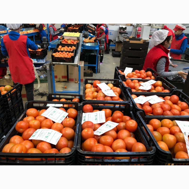 Фото 7. Продаем томаты из Испании
