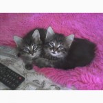 Полу-пушистые/персидские котята