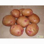 Картопля Бородянська рожева оптом, вигідно