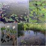 Німфеї (водяні лілії, латаття, кувшинки), прибережні та водні рослини для водойм