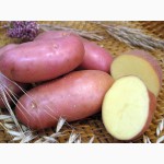Продам картоплю насіннєву