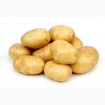 Продам картоплю насіннєву