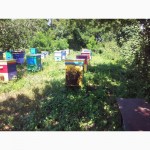 Продам мед разнотравье и подсолнуха 2016