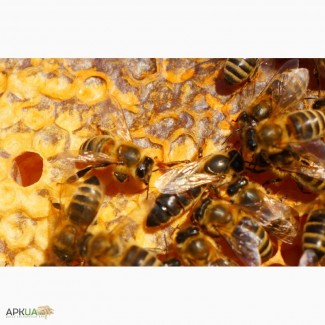 Пчеломатка - Карпатка(2018) - года вывода