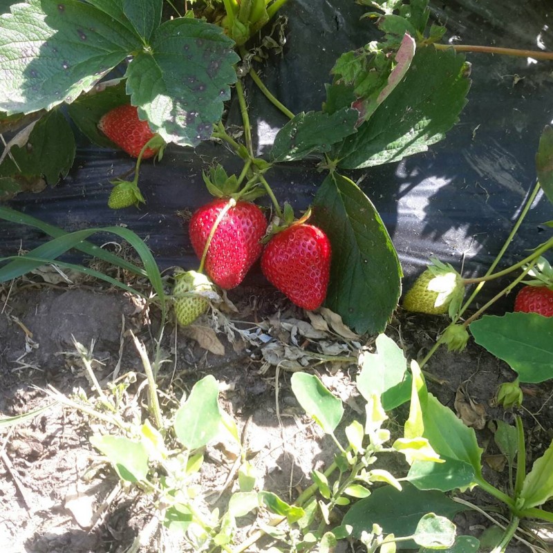 Фото 2. Продам ягоду клубники оптом (июль, август, сентябрь 2017)